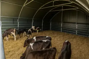 Winterfestes Weidezelt schützt Rinder bei Schnee und Wind